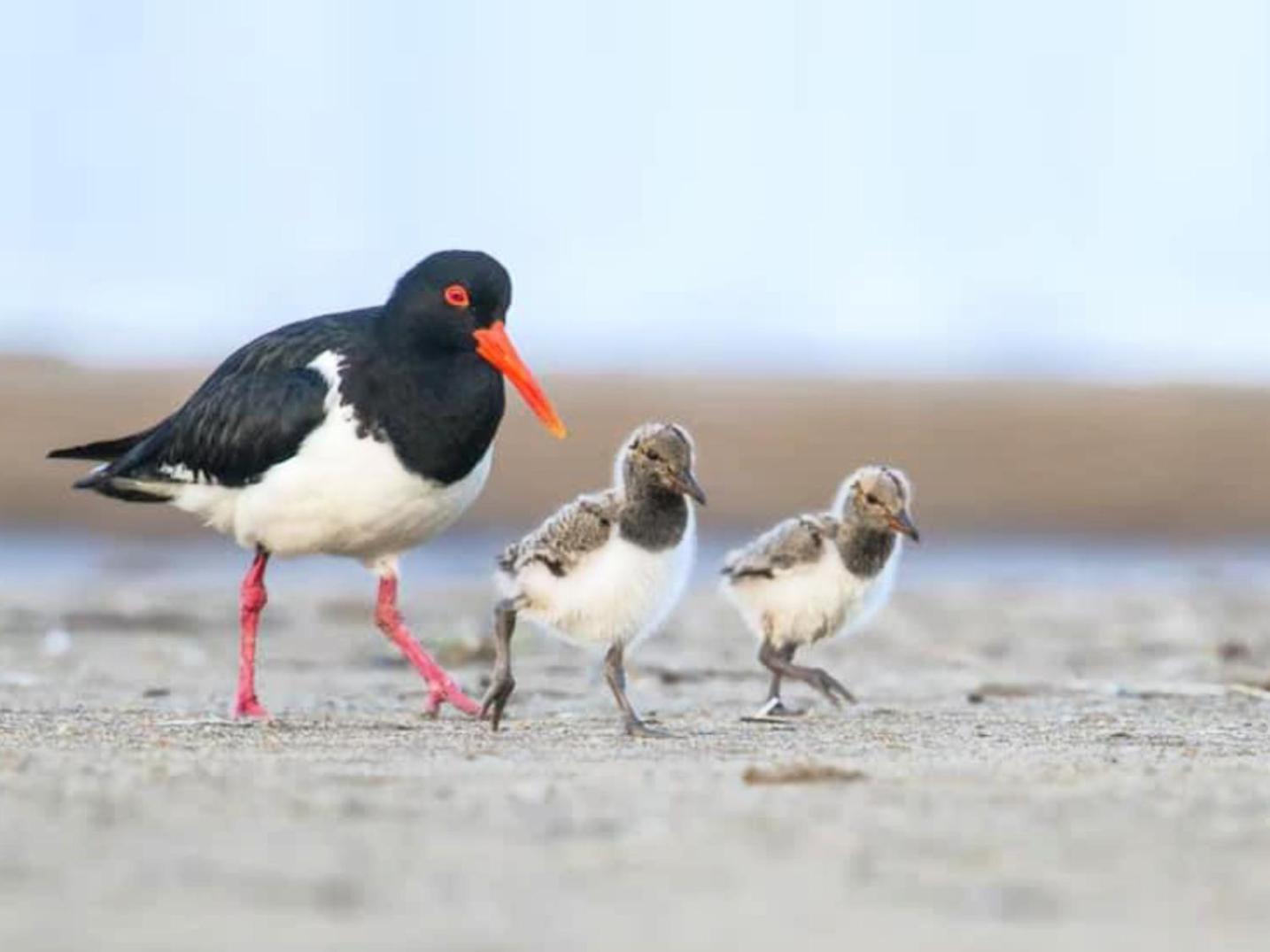 Seabirds *