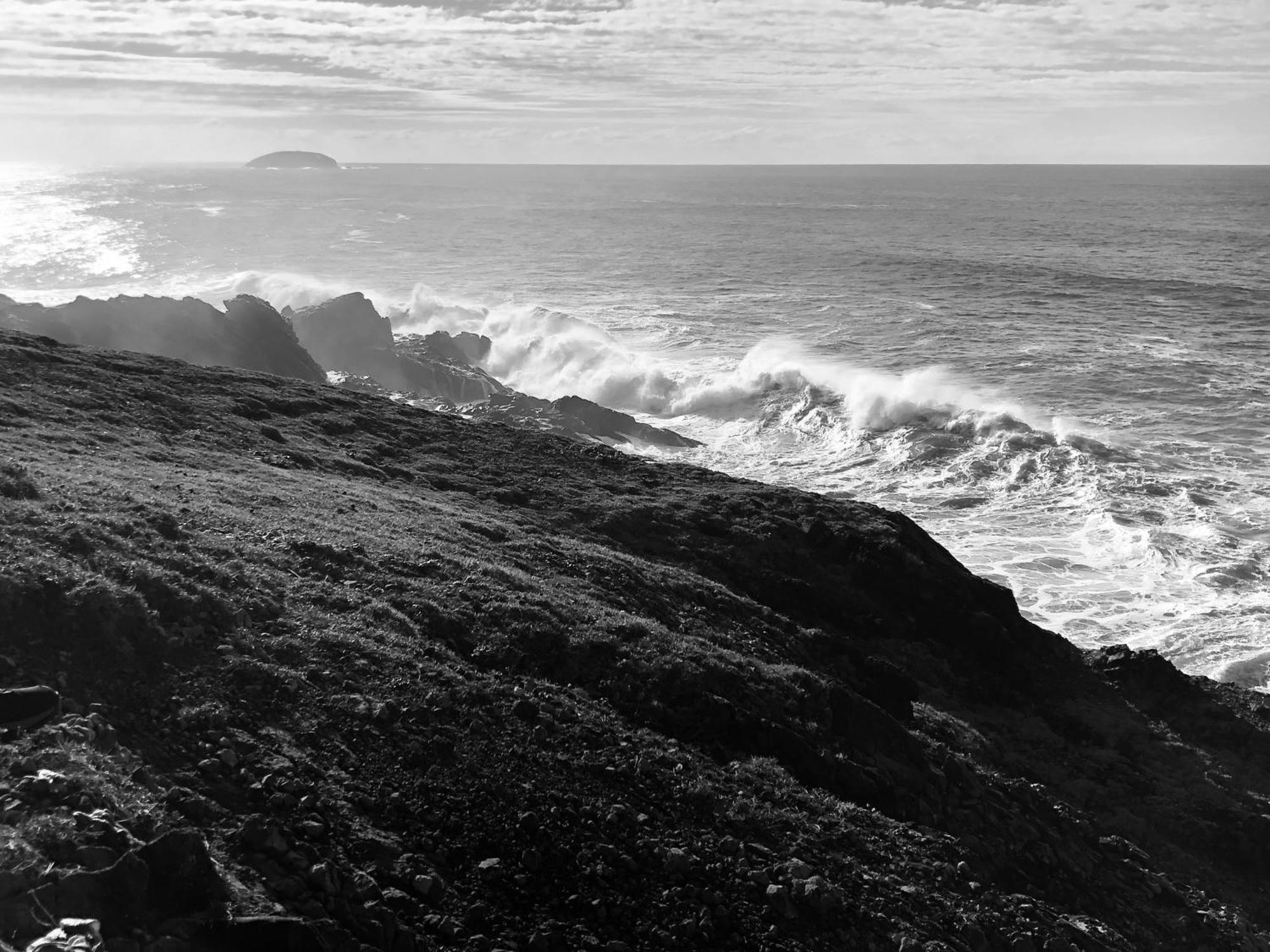 Seabirds